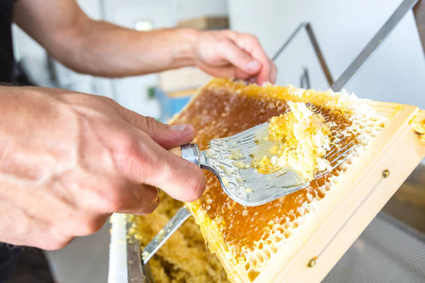 istock Cropped Hands Of Men Holding Beehive 1191043018