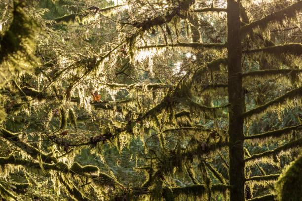 istock Landscapes of Canada 1191043609