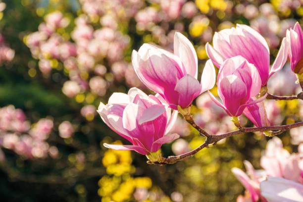 istock pink blossom of magnolia tree 1191043952