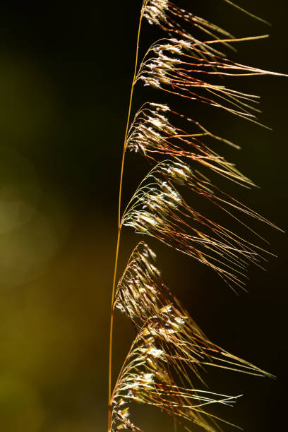 istock Macro of Lopsided Indiangrass seed stalk changing from blooms to seed 1191045083