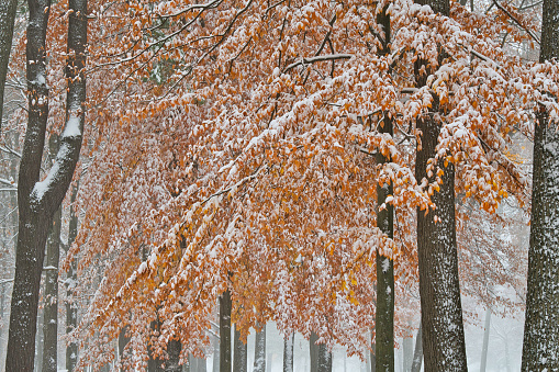 Autumn landscape of snow flocked forest, Yankee Springs State Park, Michigan, USA