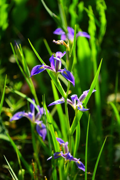 Blue Flag (Iris virginica)blooms with leaves and defocused greenery in the background. Photo taken at Picayune Strand state forest  in southwest Florida. Nikon D750withNikon 200mm macro lens