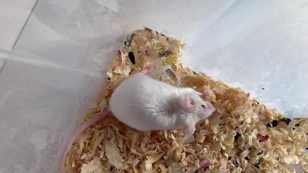 istock White laboratory albino mouse with red eyes eating some food in a plastic lab container, filled with wooden sawdust, close up 1191047191