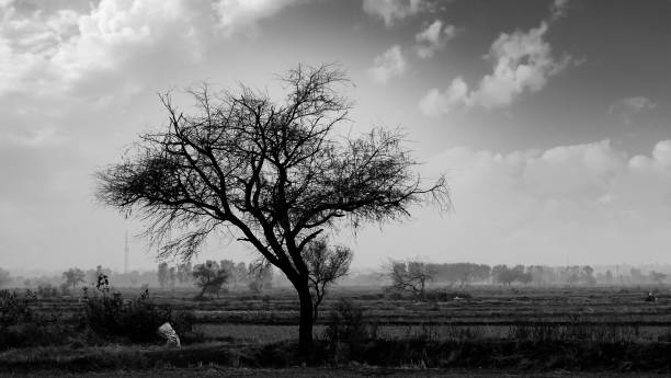 自然の中で屋外の裸の木 - bare tree tree single object loneliness ストックフォトと画像