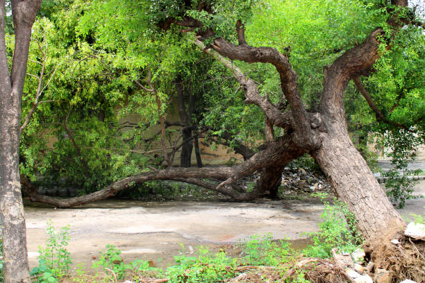 arbre tombé sur la route - tree stream forest woods photos et images de collection