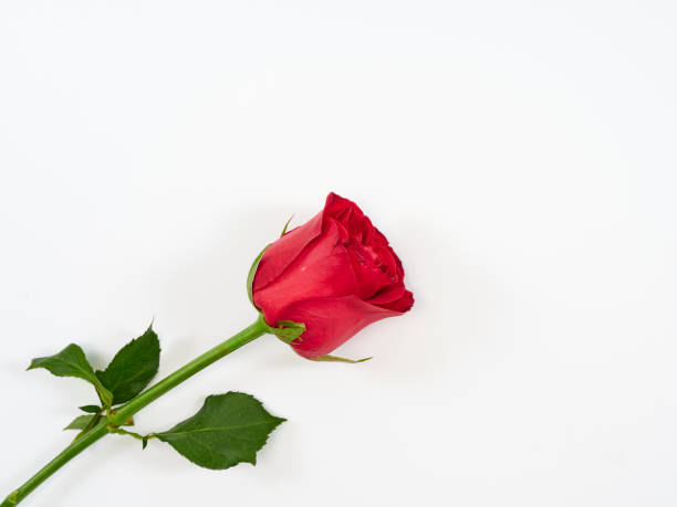 istock Red rose isolated on white background. Love symbol. Valentine's day present. Space for text 1191048706