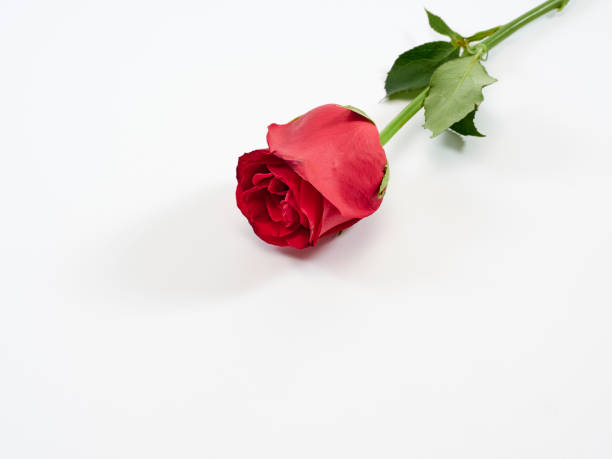 istock Red rose isolated on white background. Love symbol. Valentine's day present 1191048721