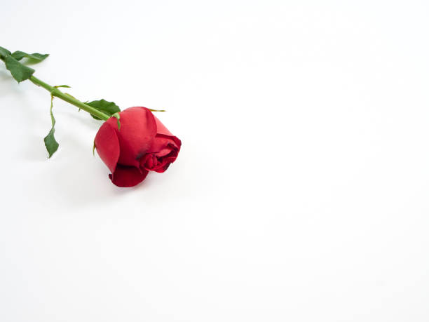 istock Red rose isolated on white background. Love symbol. Valentine's day present. Space for text 1191048751