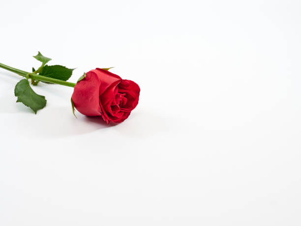 istock Red rose isolated on white background. Love symbol. Valentine's day present. Space for text 1191048754