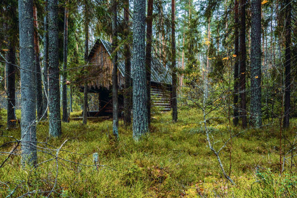 vecchia capanna abbandonata nella foresta - shack hut old obsolete foto e immagini stock