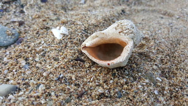istock Sea shells, periwinkle, mussels, clams, sand coast 1191049834