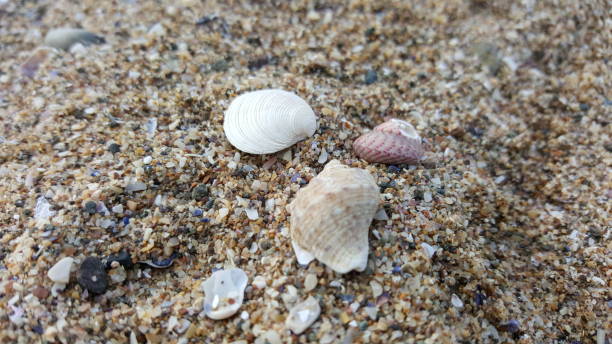 istock Sea shells, periwinkle, mussels, clams, sand coast 1191049914