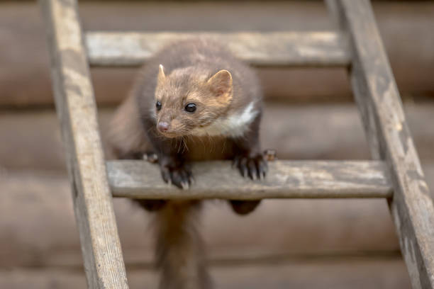 Beech Marten (Martes foina) also known as Stone Marten or House marten. Sitting and looking on a ladder to an attic