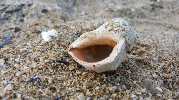 istock Sea shells, periwinkle, mussels, clams, sand coast 1191050116
