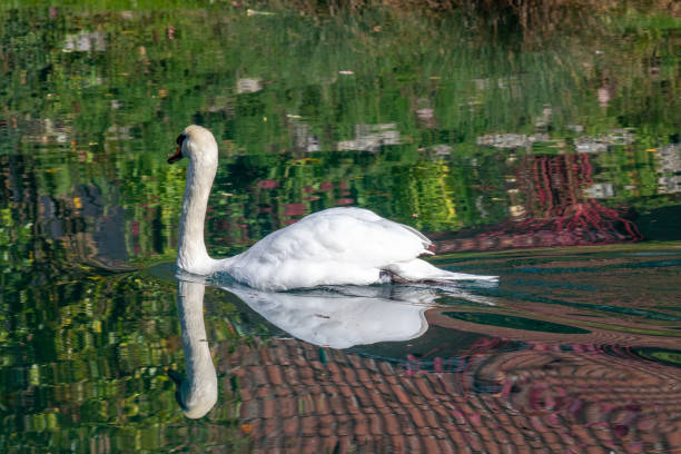 swan, cygnus on the altmuehl river in essing, bavaria, germany - essing stock-fotos und bilder