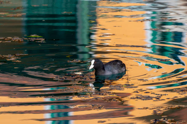 folaga (fulica atra) sul fiume altmuehl ad essing, baviera, germania - essing foto e immagini stock