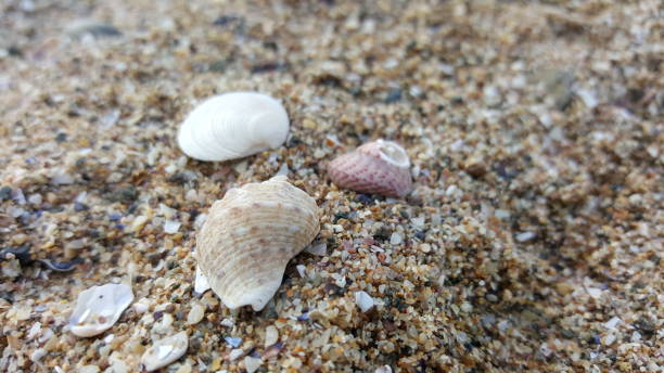 istock Sea shells, periwinkle, mussels, clams, sand coast 1191050942