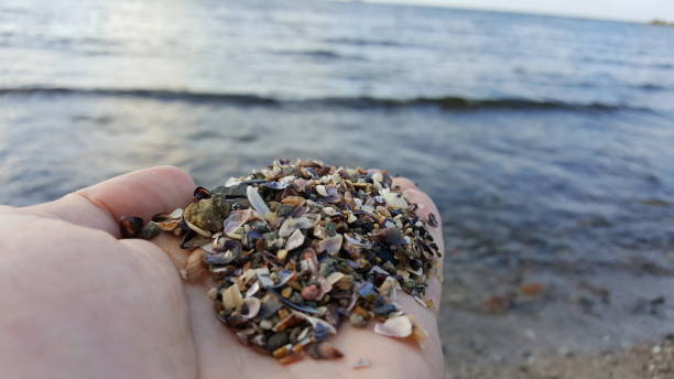 istock Sea shells, periwinkle, mussels, clams, sand coast 1191051063