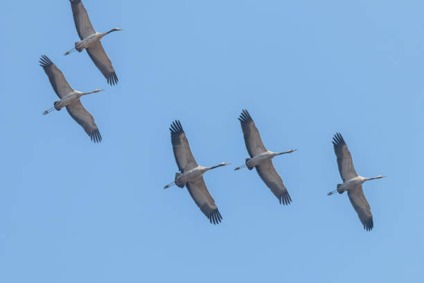 istock Common Cranes in flight blue skies, (Grus grus) migration 1191051130