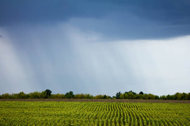 rain over a field with sunflowers
