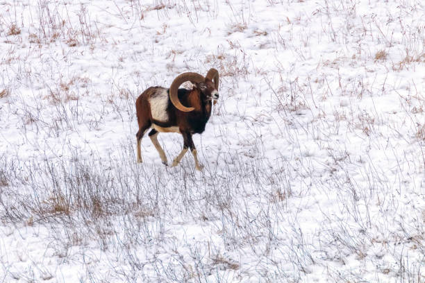 istock Mouflon Male in Winter Wild nature (ovis musimon) 1191052246