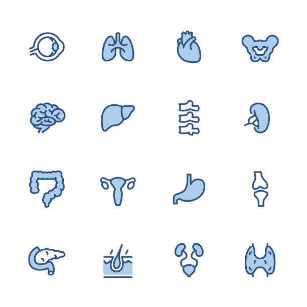 Internal Organ - Pixel Perfect blue outline icons 16 indigo and blue Internal Organ icons set #73
Pixel perfect icon 48x48 pх, outline stroke 2 px.

First row of  icons contains:
Eyeball, Human Lungs, Human Heart, Pelvis;

Second row contains: 
Human Brain, Human Liver, Human Spine, Spleen;

Third row contains: 
Human Intestine, Uterus, Stomach, Human Knee; 

Fourth row contains: 
Human Pancreas, Human Skin, Human Kidneys & Bladder, Thyroid.

Complete Indigico collection - https://www.istockphoto.com/collaboration/boards/t5bVQfKvf0a-h6WHcFLuIg spleen stock illustrations