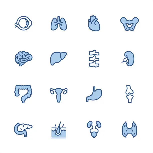 Vector illustration of Internal Organ - Pixel Perfect blue outline icons