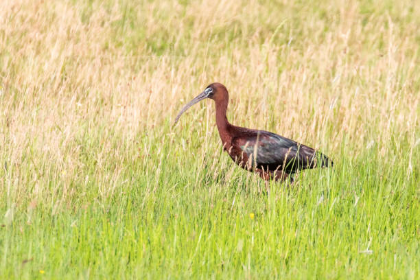 istock Glossy Ibis (Plegadis falcinellus) Wading Bird in Natural Habitat 1191053092