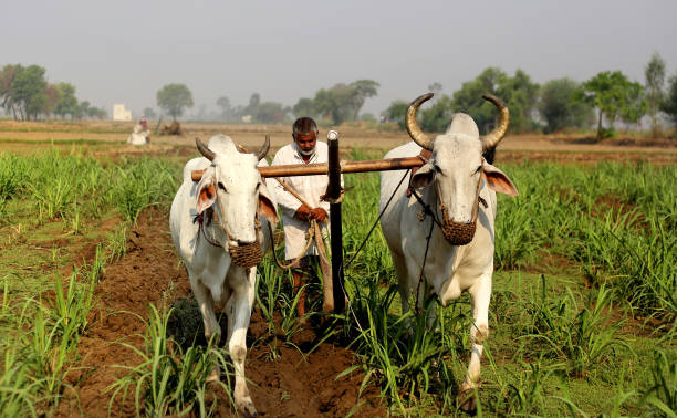 Farmer ploughing field Farmer ploughing field during sunrise. bullock cart india stock pictures, royalty-free photos & images