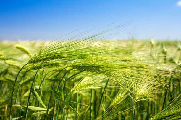 istock green wheat on the field, and blue sky 1191053366