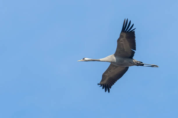 istock Common Crane in flight blue skies (Grus grus) migration 1191053389