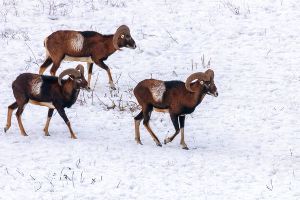 istock Mouflons in Winter Wild nature (ovis musimon) 1191053405