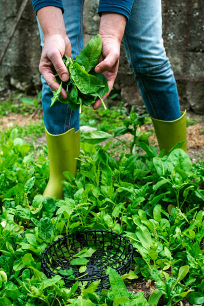 istock Gardner picking spinach in organic farm 1191054480
