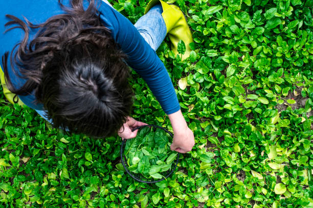 istock Gardner picking spinach in organic farm 1191054783