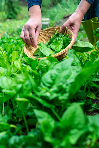 istock Gardner picking spinach in organic farm 1191054928
