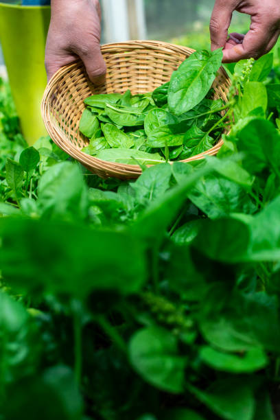 istock Gardner picking spinach in organic farm 1191054970