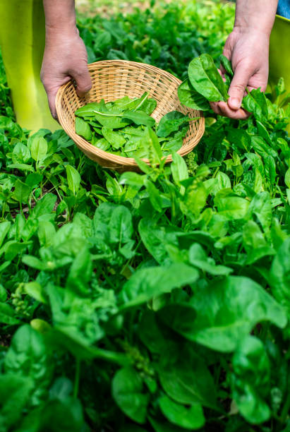 istock Gardner picking spinach in organic farm 1191055049