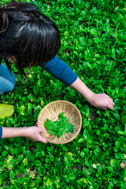 istock Gardner picking spinach in organic farm 1191055126