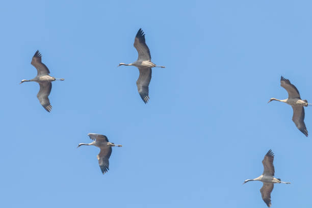 istock Common Cranes in flight blue skies, (Grus grus) migration 1191056358