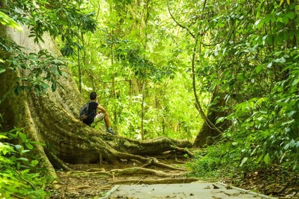 Stunning view of an unidentified traveler sitting on a large tree root in the middle of a walkway that runs through the Taman Negara National Park. Stunning view of an unidentified traveler sitting on a large tree root in the middle of a walkway that runs through the Taman Negara National Park. Taman Negara National Park, Kuala Tahan, Malaysia. ceiba tree photos stock pictures, royalty-free photos & images