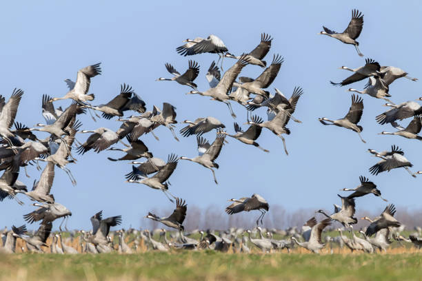 istock Flock of Common Crane (Grus grus) in a field, migration 1191056621