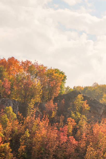 Autumn Forest Colorful Trees and Leafs, Background Autumn Trees, Autumn Texture Pattern