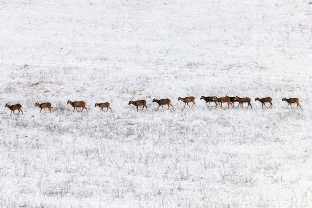 istock Mouflons in Winter Wild nature (ovis musimon) 1191058160