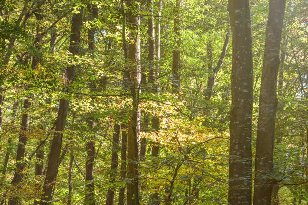 istock Autumn Forest Colorful Trees and Leafs, Background Autumn Trees, Autumn Texture Pattern 1191059056