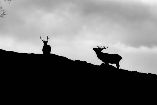 istock Landscapes,wildlife from across England 1191060314