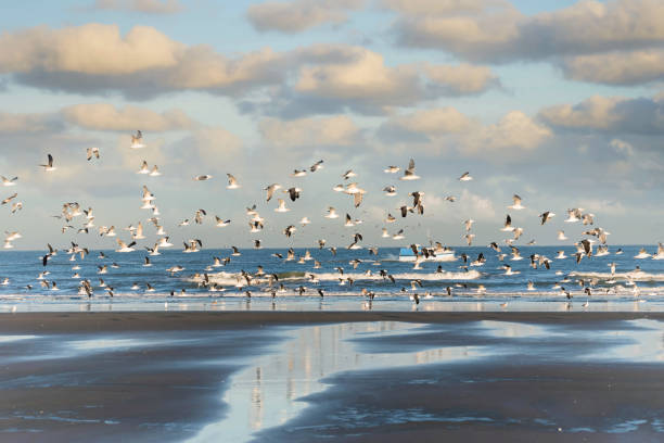 group of seagulls following a fishing boat