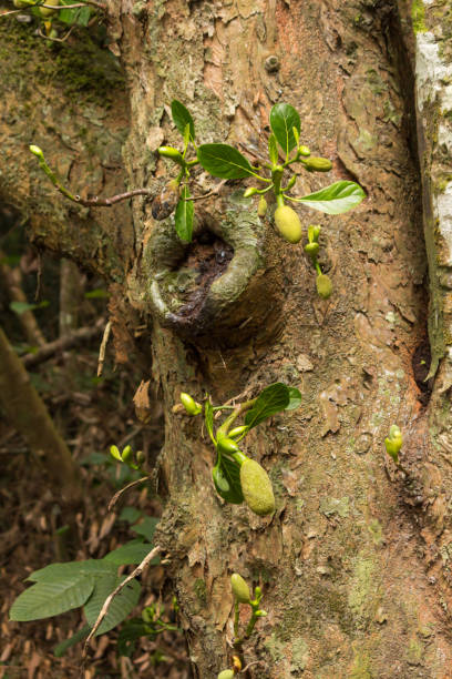 istock The sprout of durian tree on Seychelles 1191060769