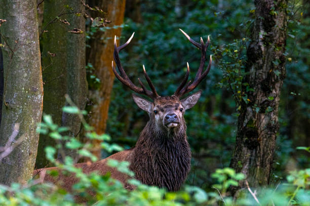 istock Landscapes,wildlife from across England 1191060792