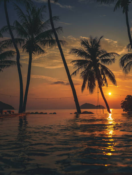 istock Pool with palm trees near the ocean during a beautiful sunset 1191060945