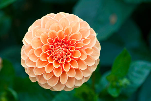 istock Macro view of orange flower dahlia 119106105